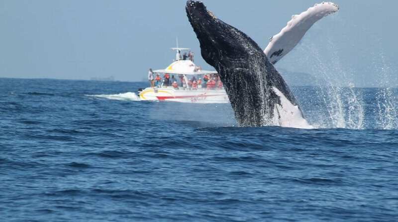 ballenas